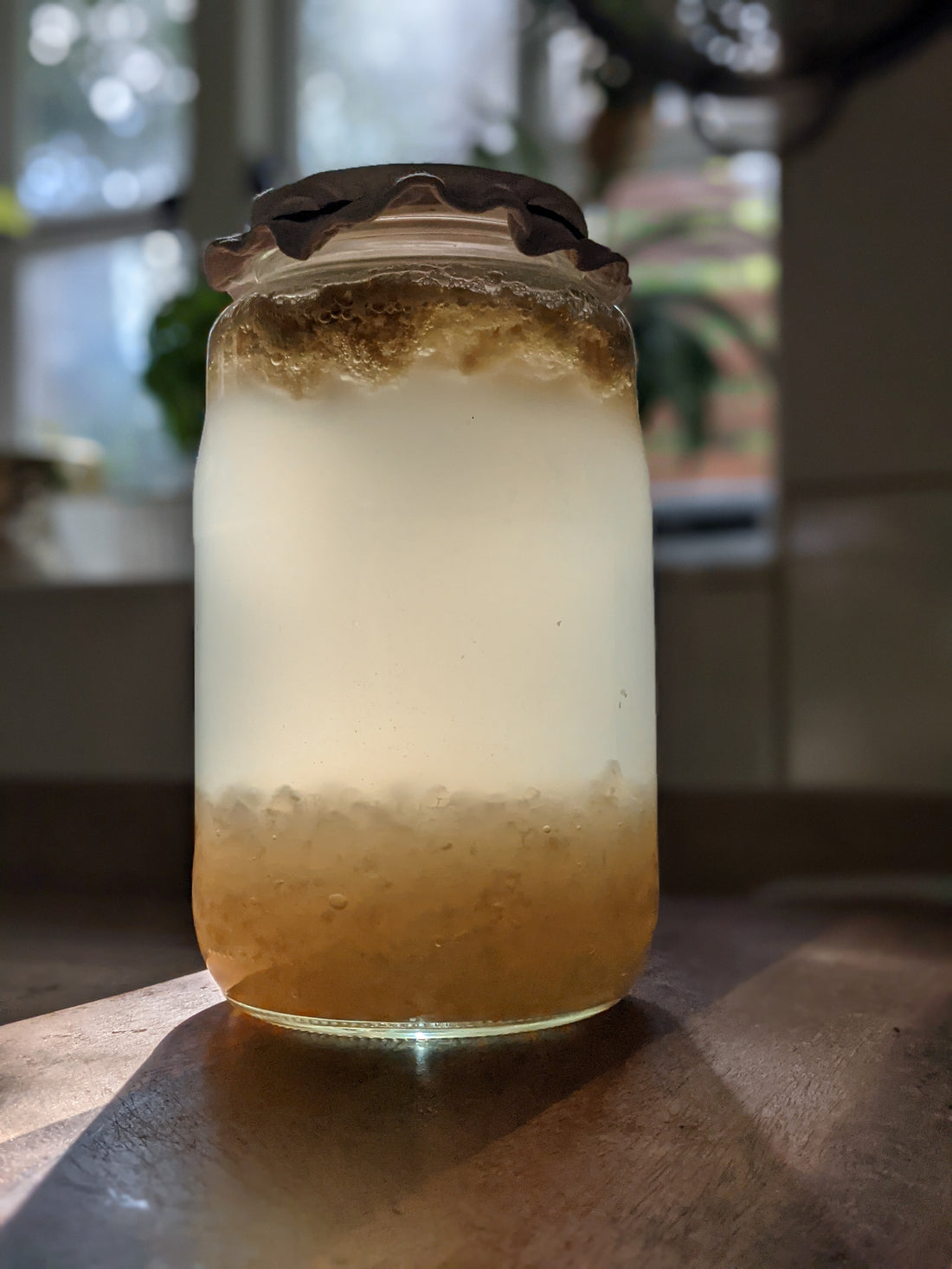 probiotic water kefir and kefir grains